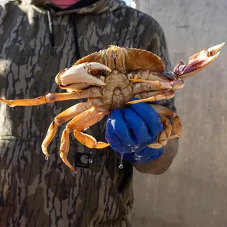 A crypto billionaire is taking up the fight to bring crab back for Thanksgiving