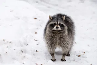 Infamous raccoon Jimothy can now accompany you in Skyrim
