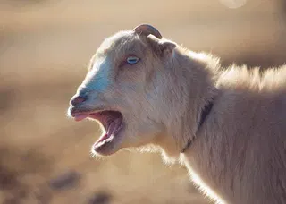 Virgil the goat is a terrific caprine percussionist