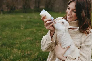 Goats, pigs, and chickens tuck themselves in every night