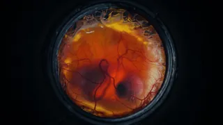 Chickens without eggs? De-extinction company creates artificial egg.