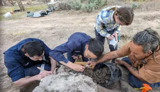 1,000-year-old burial reveals close bonds between people and dingoes