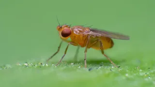 How fruit flies chase invisible ribbons of smell to get to their source