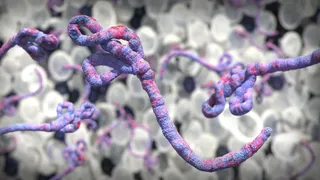 Ebola Outbreak Surpasses 3,000 Cases as First Human Vaccine Trial for Rare Bundibugyo Virus Begins