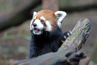  Nashville will use 'eminent domain' to block a $700 million data center threatening iconic zoo 