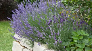  The 48-hour water trick that brought my heat-stressed lavender’s smell back 