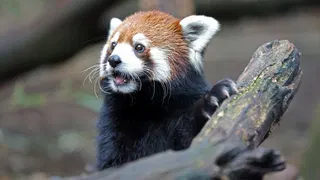  Nashville attempts to block controversial data center near zoo with eminent domain — city could force developer to sell the land for public use, rather than $700 million installation 