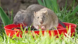  Homeowners warned as rats may be chewing through yard wires this summer — expert tips to keep them out 
