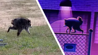  It's like, 'Wait a minute, are you, wait, is that Jimothy?' The inside story of how the viral raccoon climbed inside Roku City 