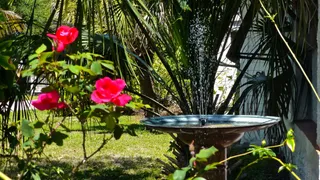  Every gardener should pick up this £10 Amazon buy – it will turn your bird bath into a statement water feature and get rid of mosquitoes 