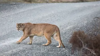 Pumas Are Helping Make Our Roads Safer, Study Finds