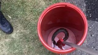 High Schooler Plays Football With Venomous Snake in His Helmet for an Hour, Somehow Escapes Unscathed