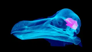 For Centuries, We Thought Dodos Were Stupid. We Were Wrong