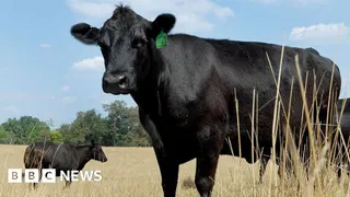 US beef prices have soared but farmers aren't making more money
