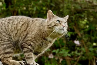 The European wildcat is back. In some places.