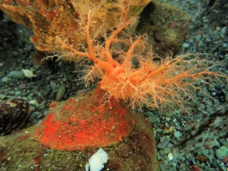 Can Cells from a Sea Cucumber Live Forever?