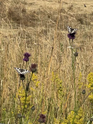 Schachbrett (Melanargia galathea)