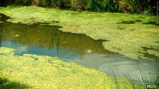 Health Alert Issued for Island Park Reservoir after confirming Cyanobacteria