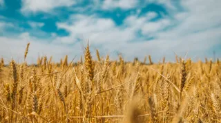 Stolen Ukrainian grain is Africa’s food security concern too