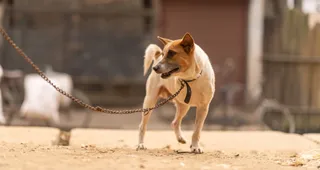 Poland bans chaining of dogs and cats