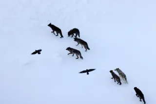 Ravens Don't Follow Wolves, They Predict Their Patterns