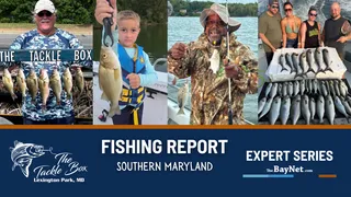 Weekly Southern Maryland Fishing Report: Spot Are Everywhere As Bluefish, Cobia And Bull Reds Fill The Bay