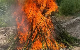 Laçında 1 ton 200 kq çətənə kolu məhv edildi