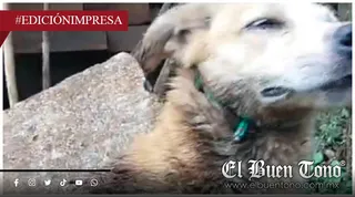 Indiferencia ante la plaga; ayuntamiento se lava las manos ante emergencia