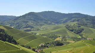 Nicht in Rheinland-Pfalz: Das ist wirklich die längste Weinstraße Deutschlands