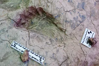 Mystery hominin left big footprints at ancient lake in Africa