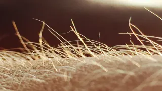 Itching May Have Its Own Sensory Organ