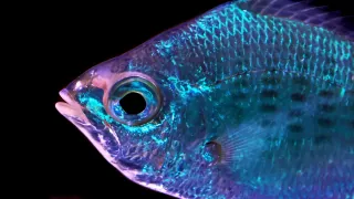 Fish Skin Doesn't Just Reflect Light – It Might Actually Sense It