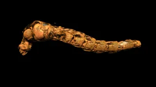 These insect submariners survive depths that should crush them
