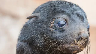 Seals’ amphibious hearing developed a long, long time ago
